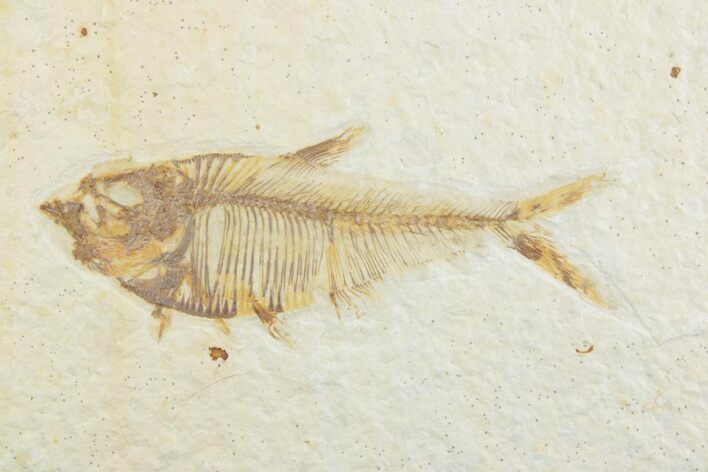 Detailed Fossil Fish (Diplomystus) - Wyoming #369483